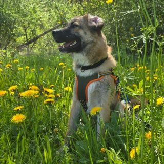 Odin