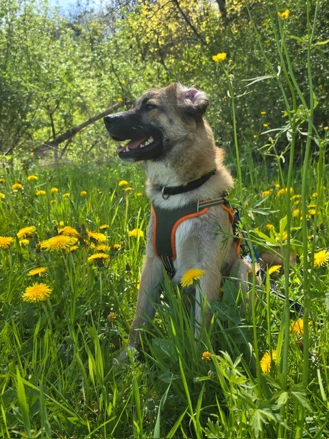 Odin