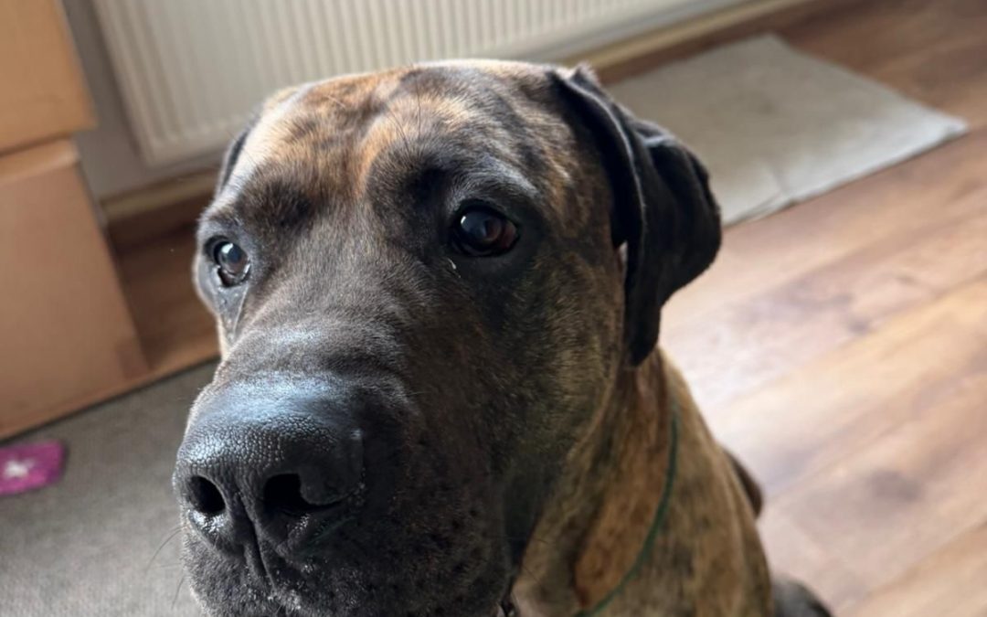 Big Odin Privatvermittlung