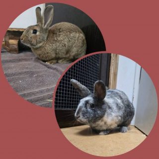Fundtieranzeige – 2 Kaninchen