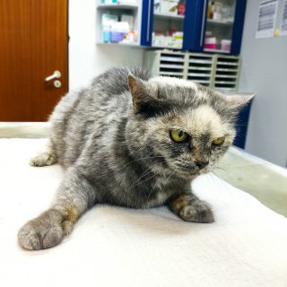 Fundtieranzeige – Katze