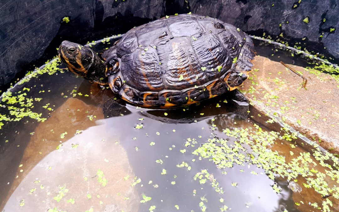 Fundtieranzeige – Schildkröte
