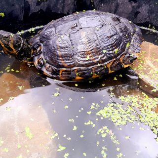 Fundtieranzeige – Schildkröte