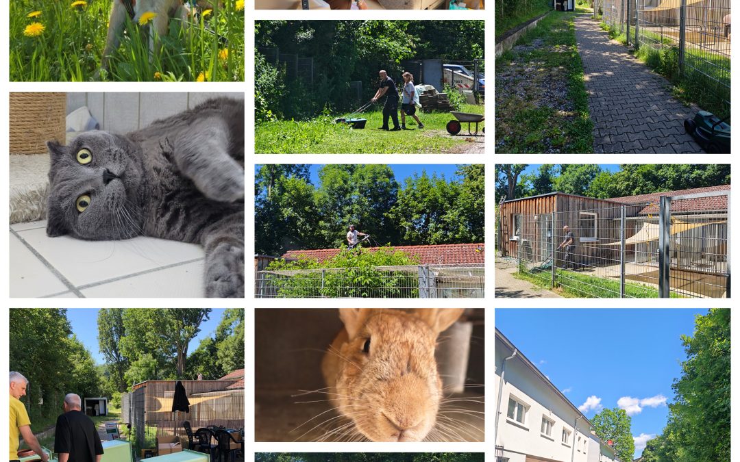 🐾 Erfolgreicher Arbeitseinsatz im Tierheim 🐾