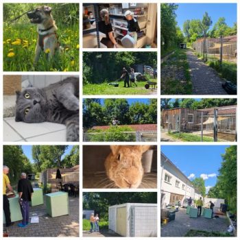 🐾 Erfolgreicher Arbeitseinsatz im Tierheim 🐾