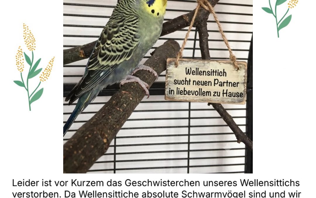 Wellensittichhahn sucht neues Zuhause