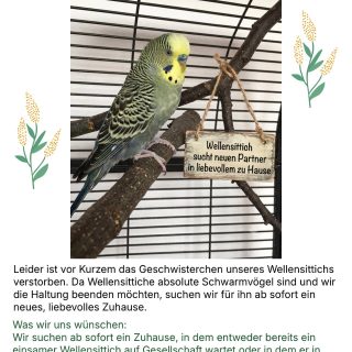 Wellensittichhahn sucht neues Zuhause