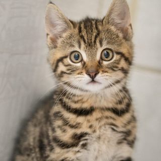 Aniks Kitten