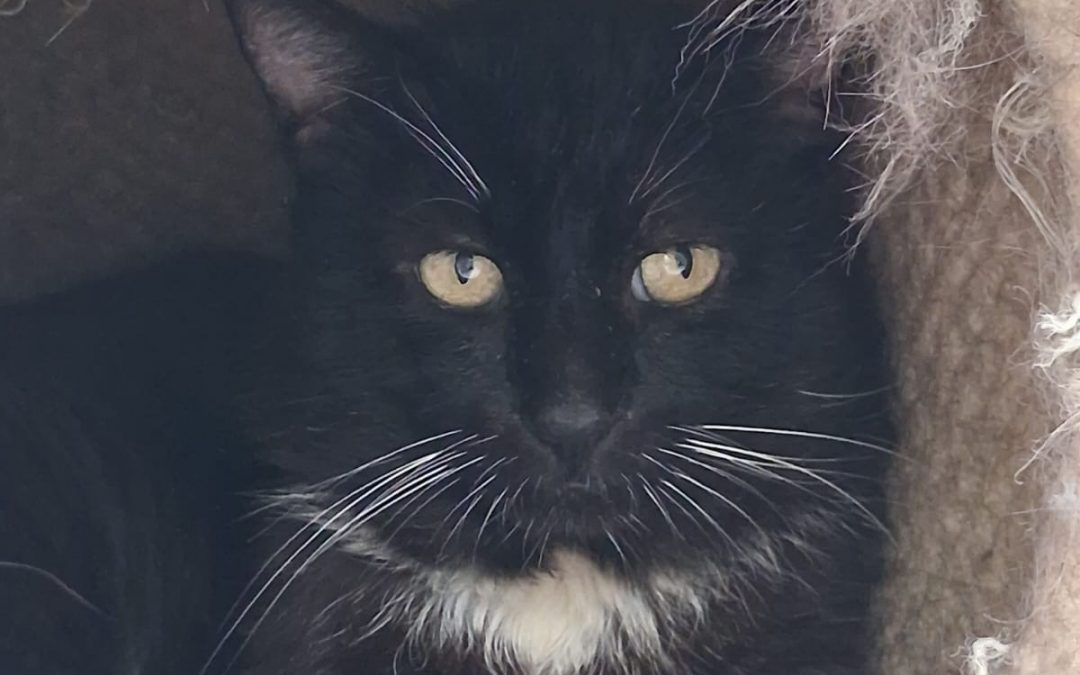 Gaston