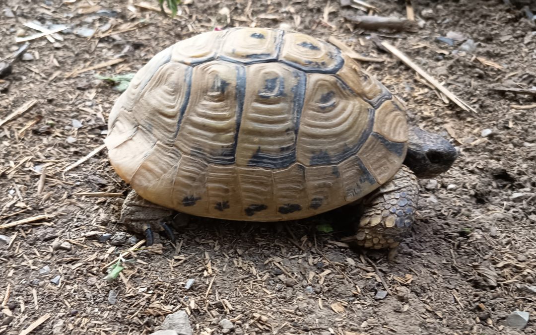 Fundtieranzeige – Landschildkröte