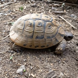 Fundtieranzeige – Landschildkröte