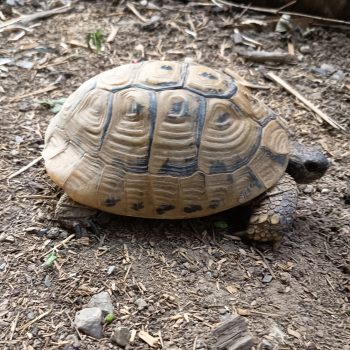 Fundtieranzeige – Landschildkröte