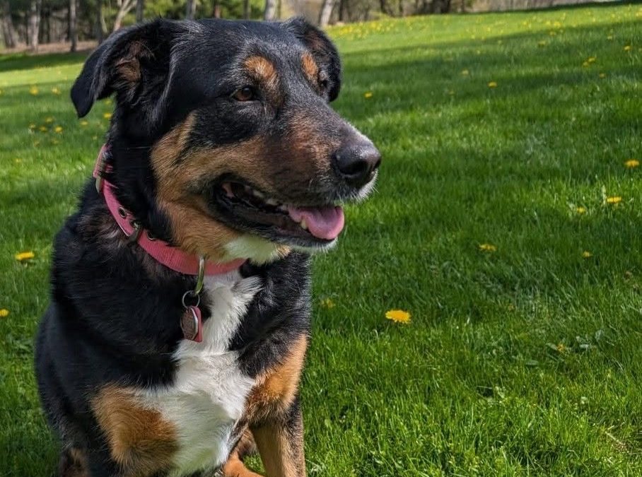 Luna – Privatvermittlung