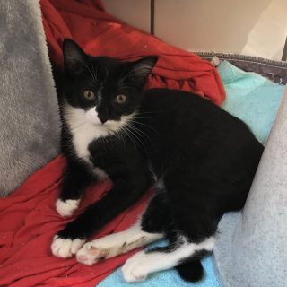 C und H Kitten