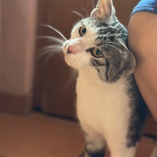 Melli