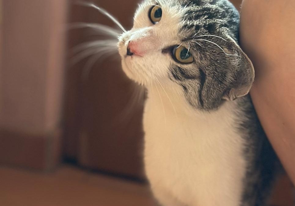 Pino