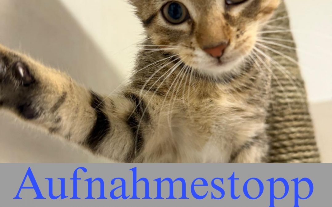 Aufnahmestopp – Katzen