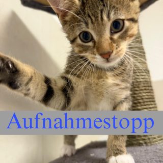 Aufnahmestopp - Katzen