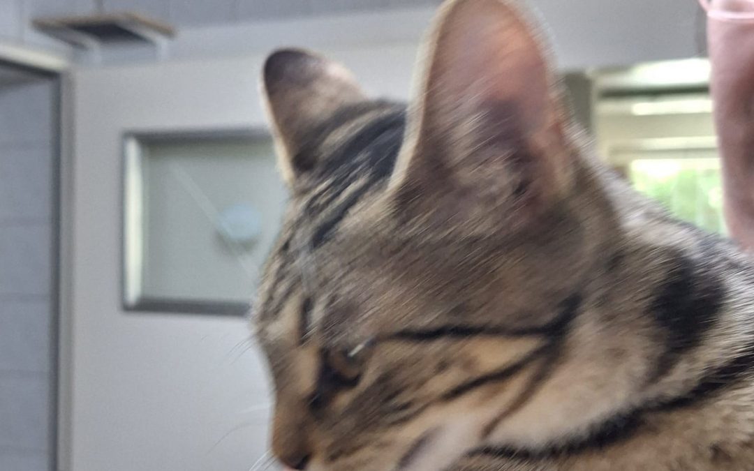 Fundtieranzeige – Katze