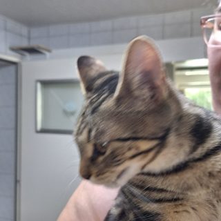 Fundtieranzeige – Katze