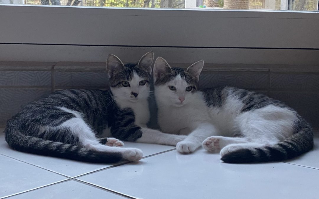 Joey und Jace