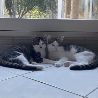 Joey und Jace