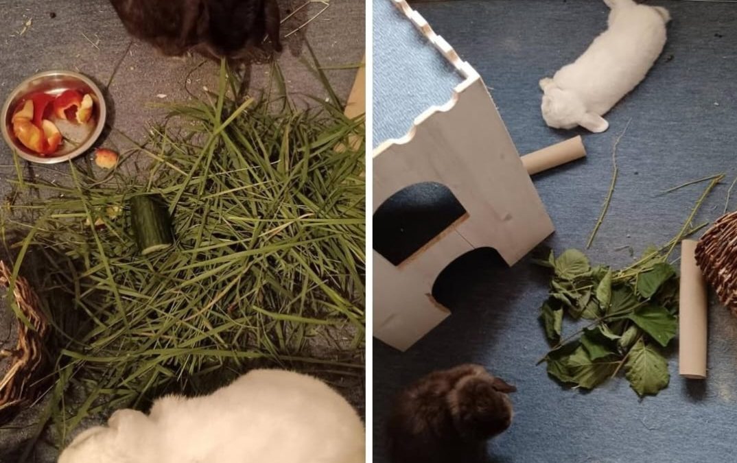 Kaninchenbuben suchen neues Zuhause