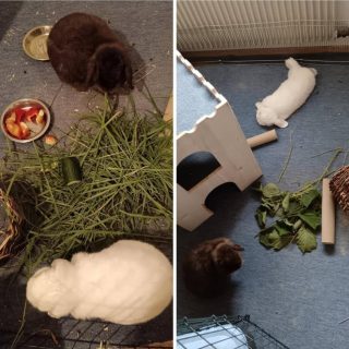 Kaninchenbuben suchen neues Zuhause