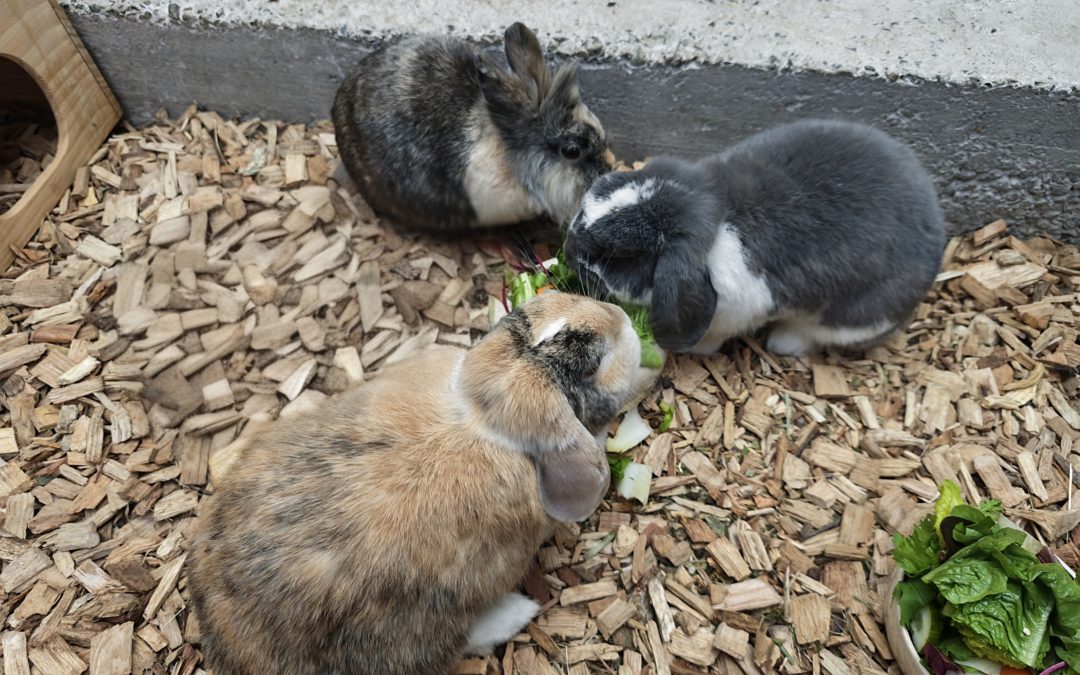 Sissi, Madonna & Maja