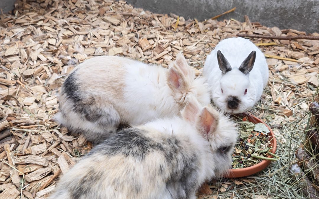 Amadeus, Obelix, Cappuccino & Schröder