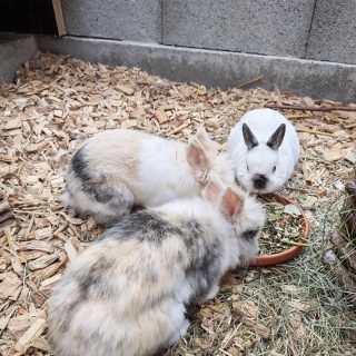 Amadeus, Obelix, Cappuccino & Schröder