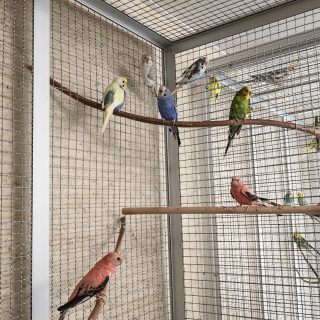 Wellensittiche