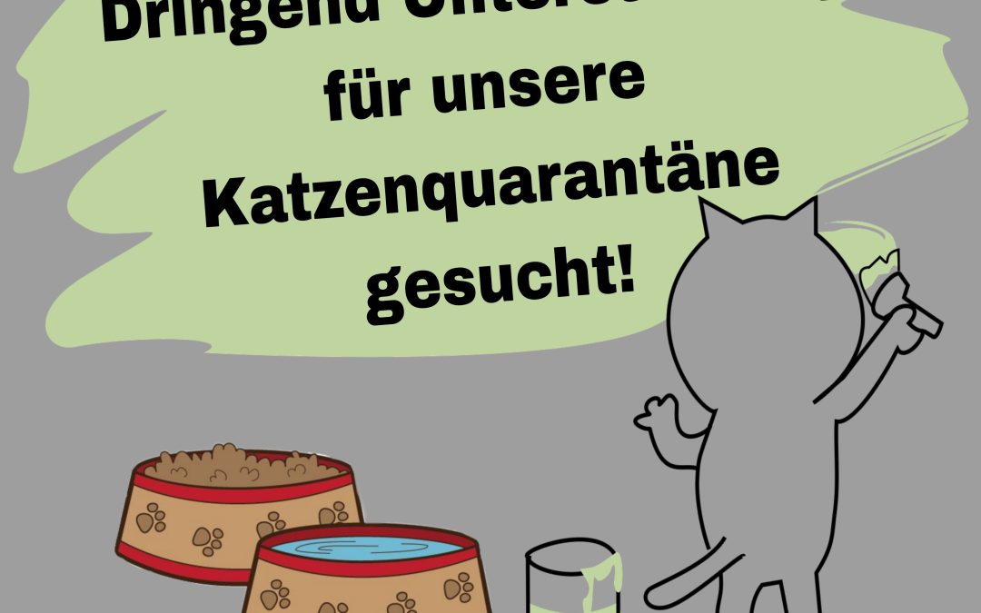 Helfer für die Katzenquarantäne gesucht!