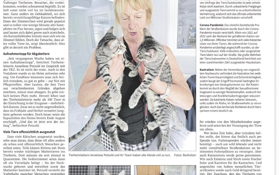 Katzenflut im Tierheim