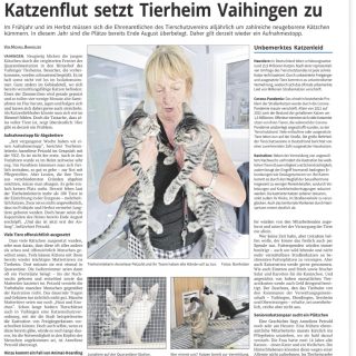 Katzenflut im Tierheim