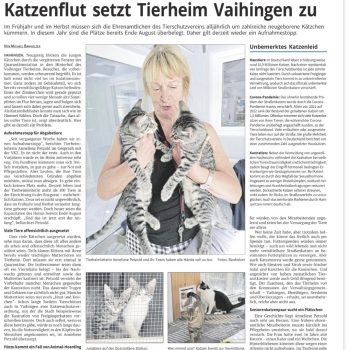 Katzenflut im Tierheim