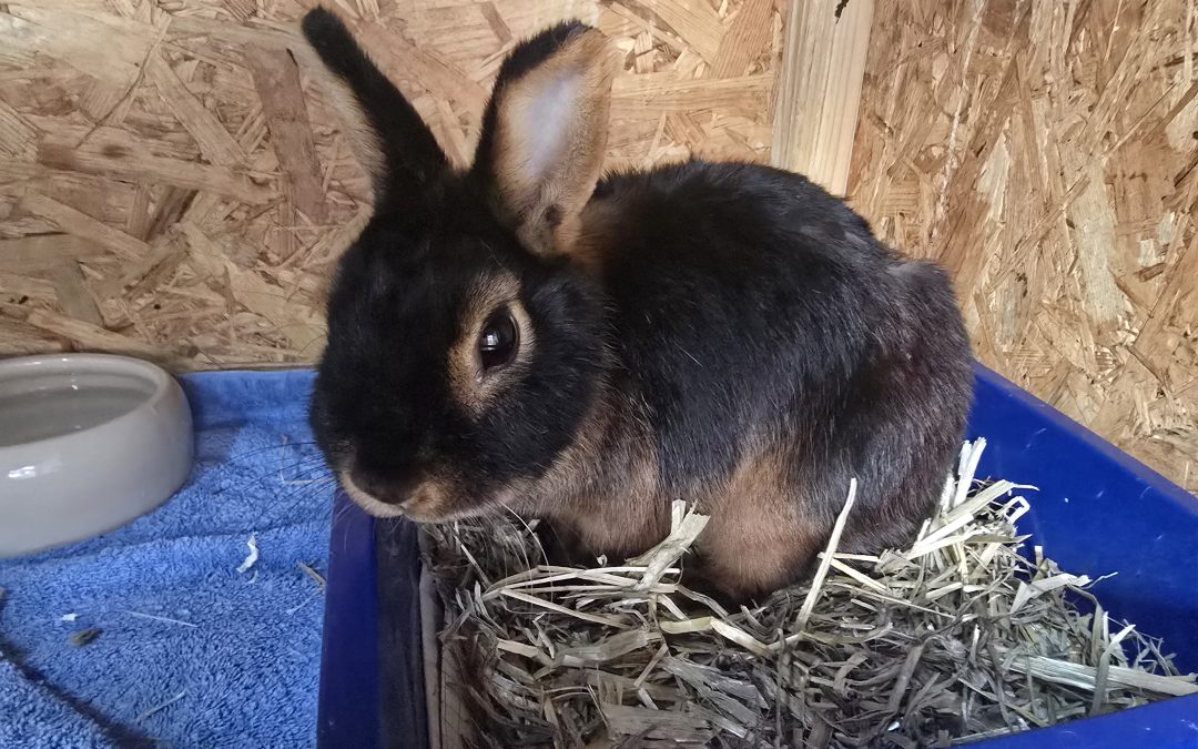 Fundtier – Kaninchen